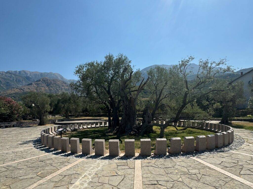 Oldest Olive tree in Bar Montenegro