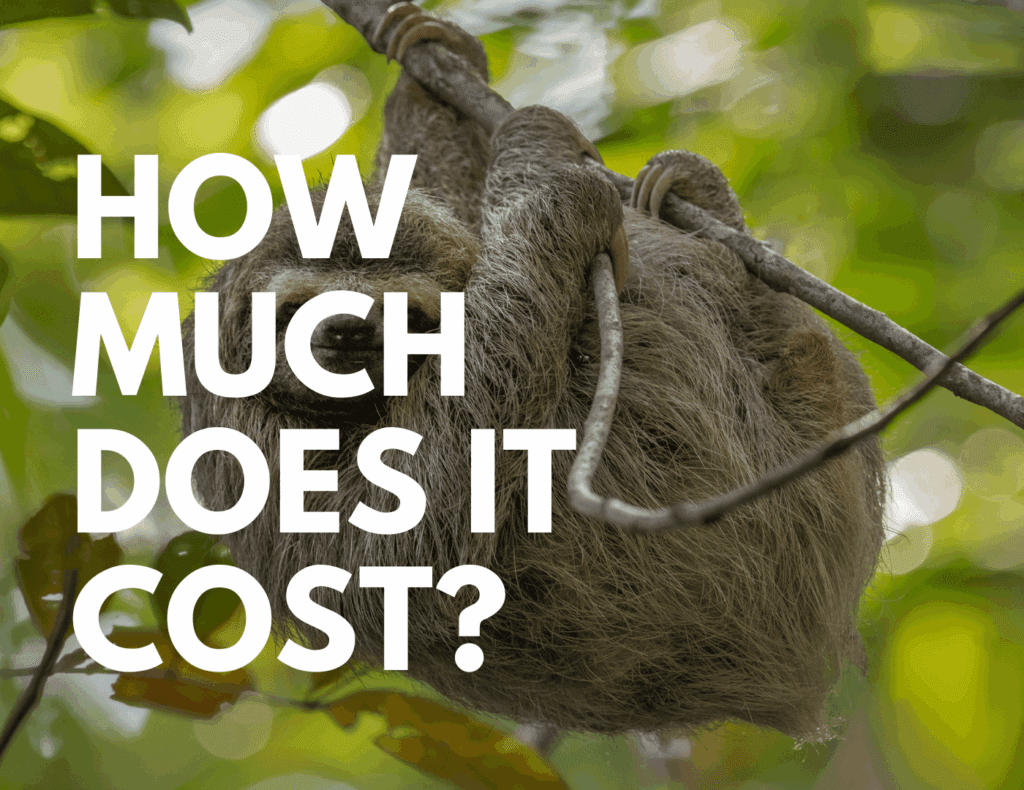 Sloth hanging in jungle tree representing overall cost of living in Costa Rica