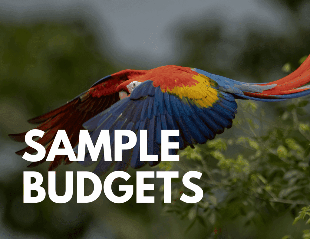 Scarlet macaw in flight symbolizing sample family budgets in Costa Rica