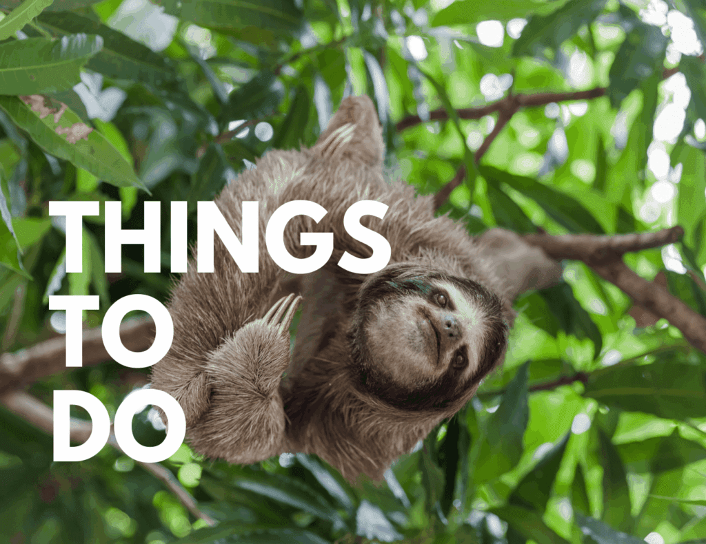 Close-up of a sloth in the trees — reflecting Panama’s wildlife and unique activities for families.