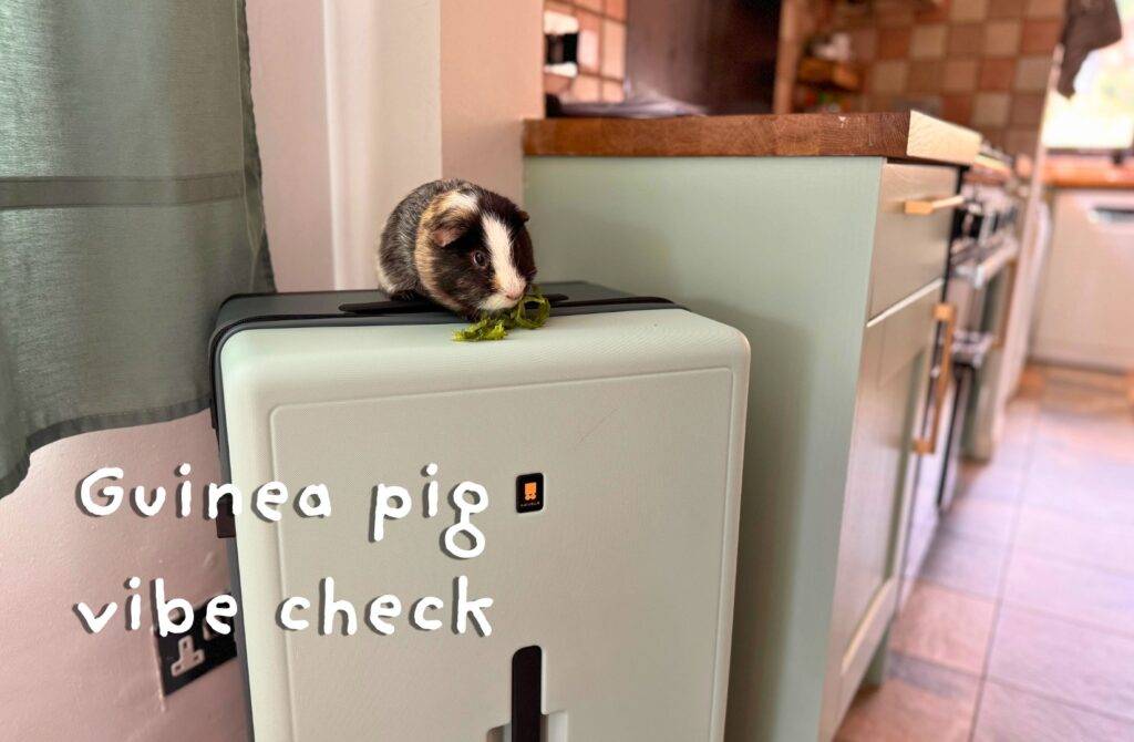 Guinea pig sitting atop mint suitcase in kitchen corner