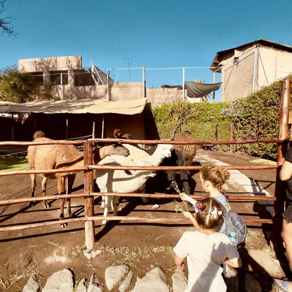 Safety wing travel insurance for families