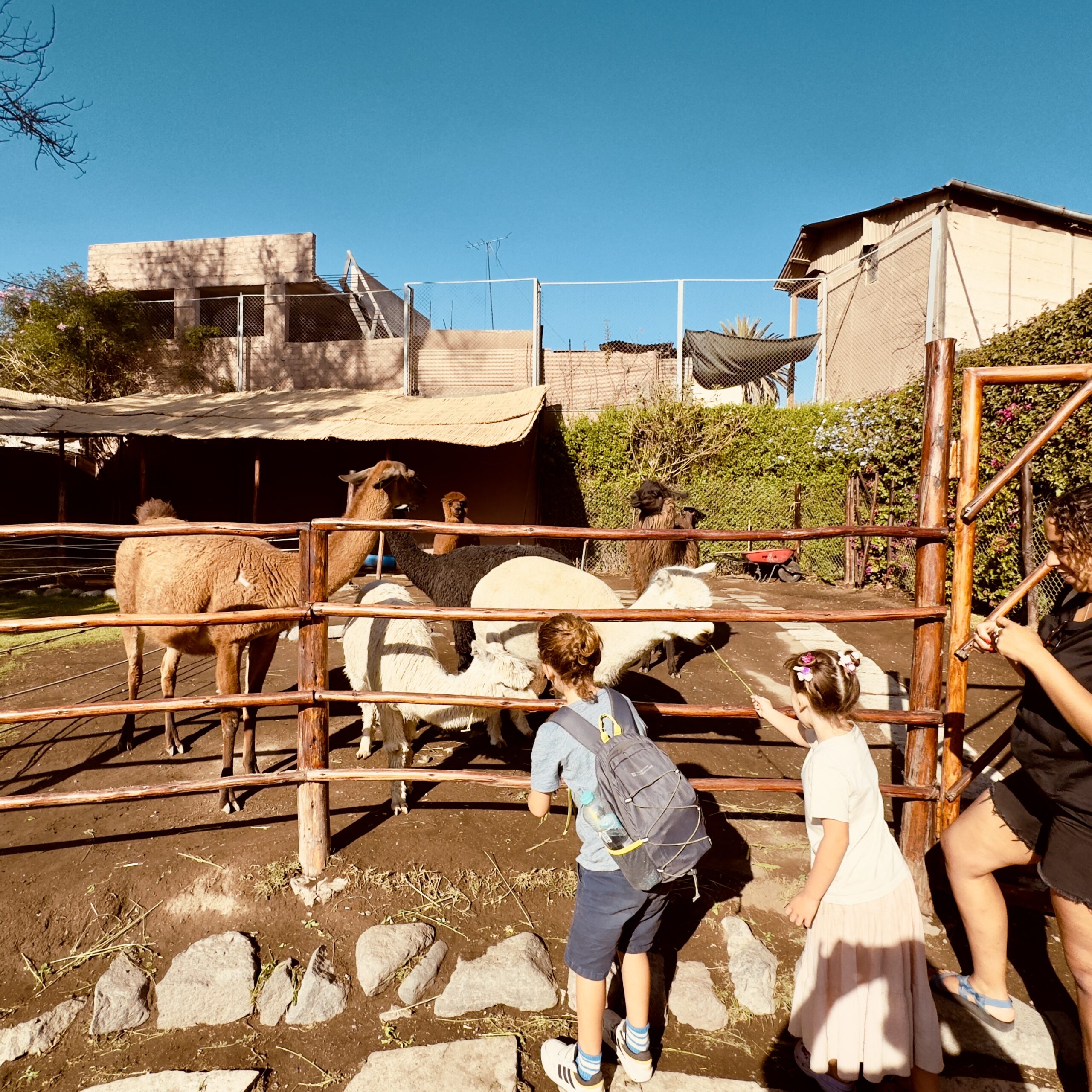 Mundo Alpaca arequipa