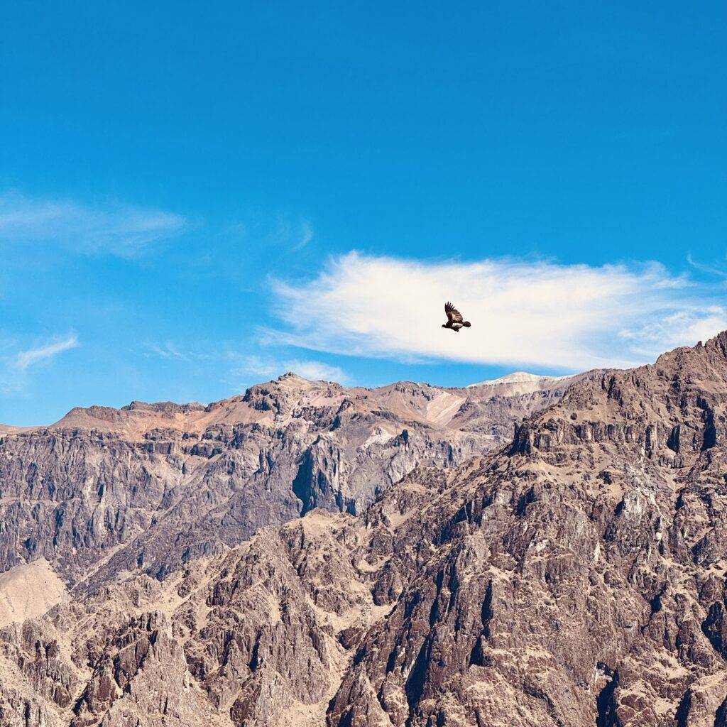 Condor Eagle Colca Canyon