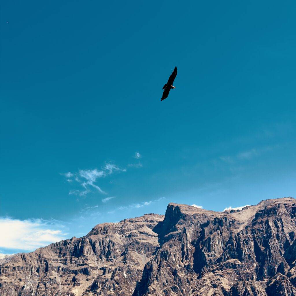 Condor Eagle Colca Canyon