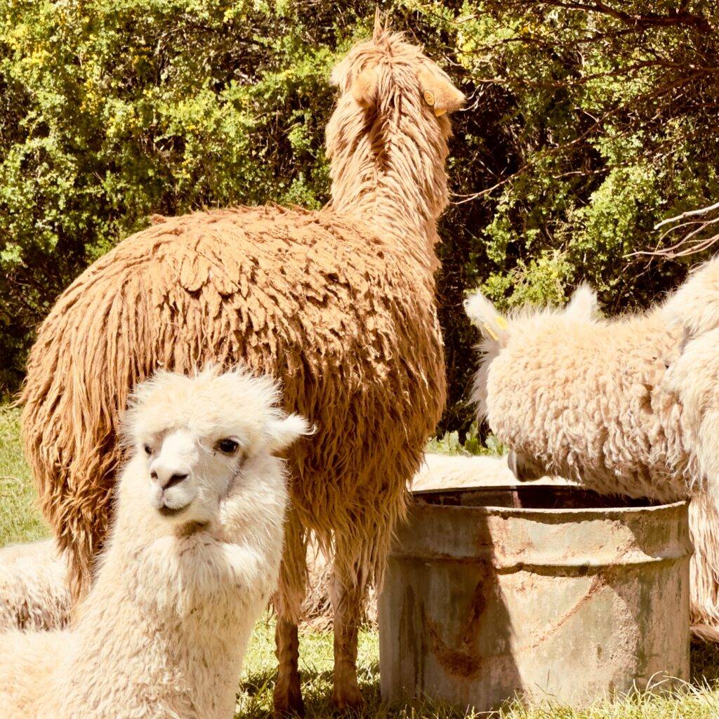 Alpacas of cusco