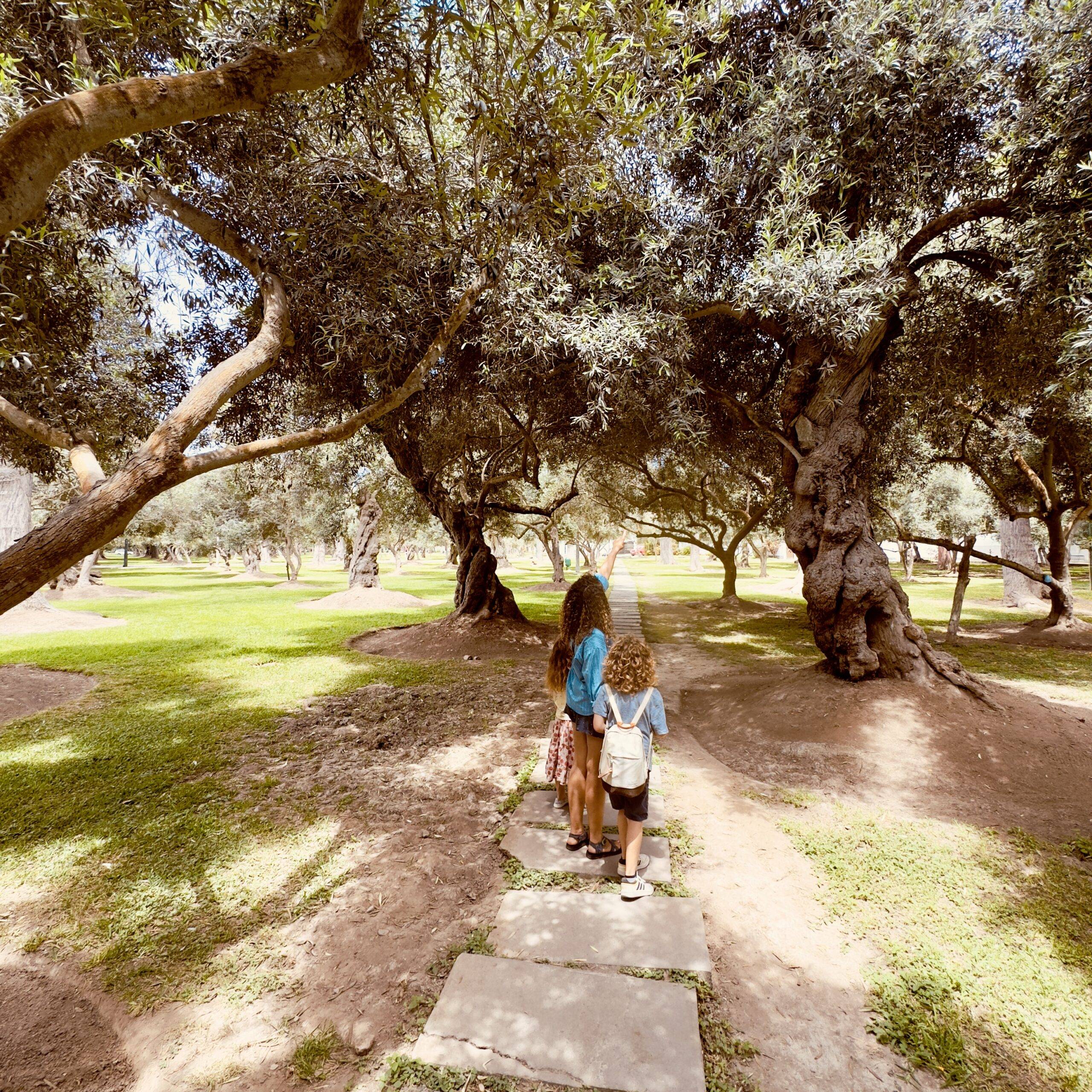 Miraflores vs Barranco vs San Isidro