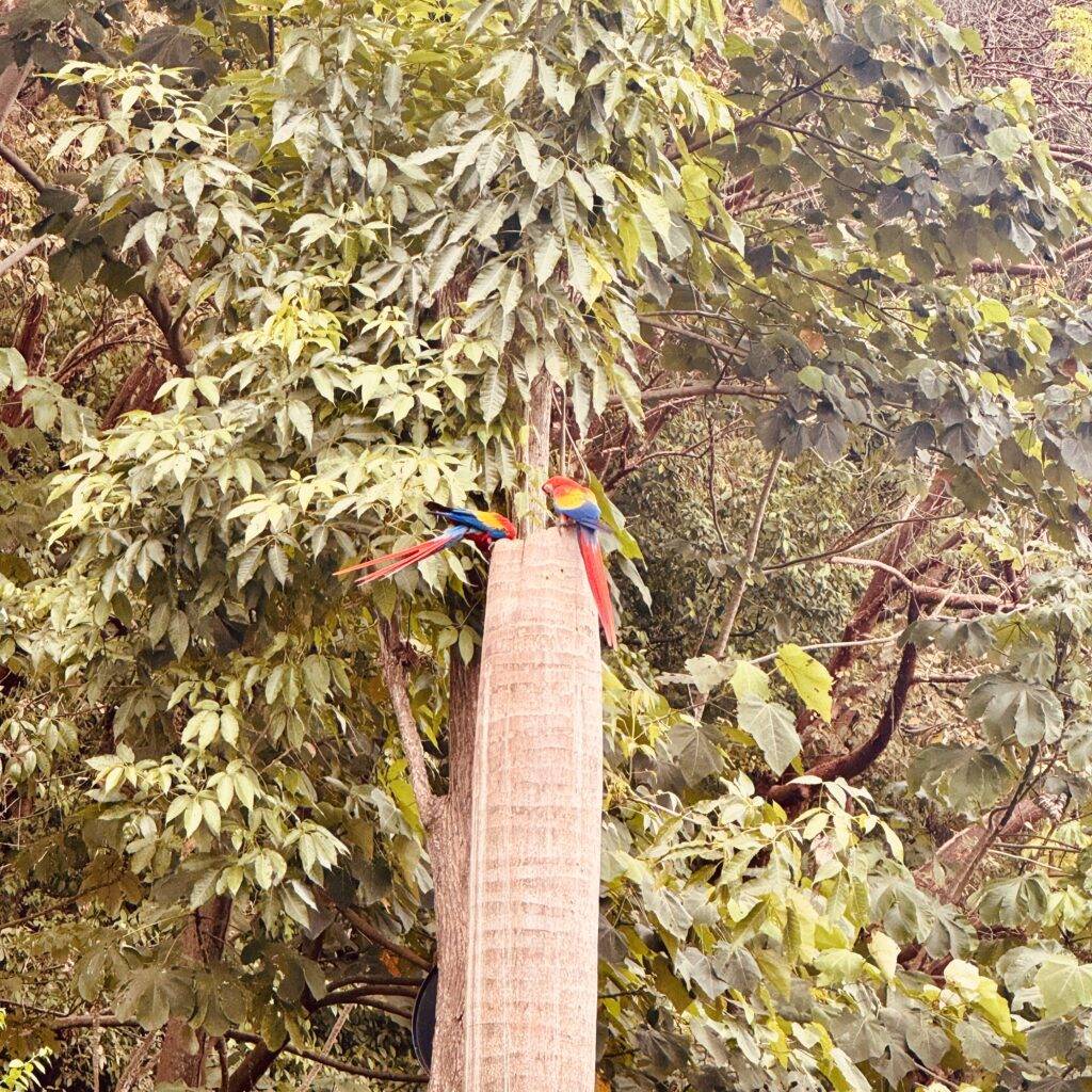 parrots in uvita