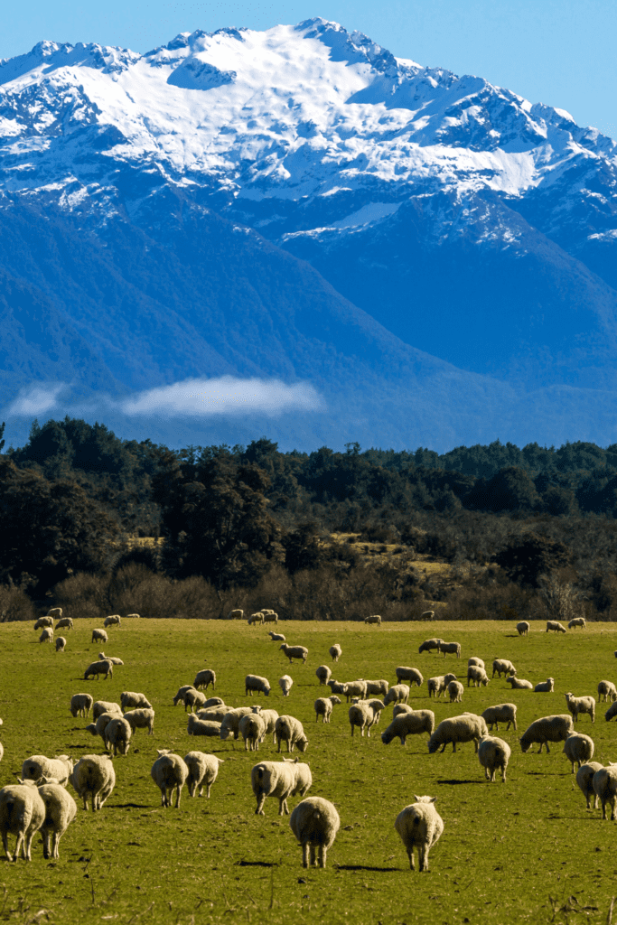New Zealand