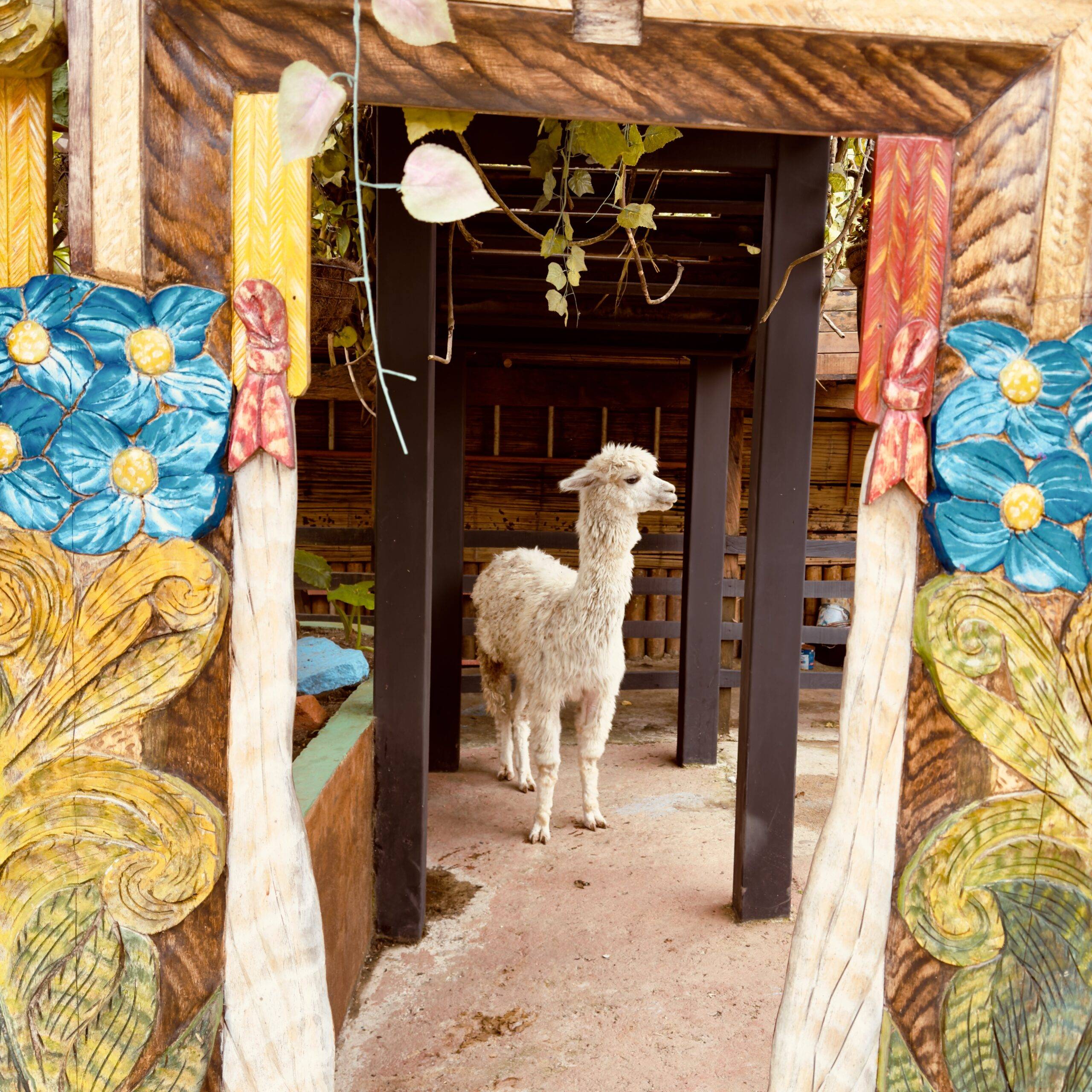 LLAMA COLOMBIA