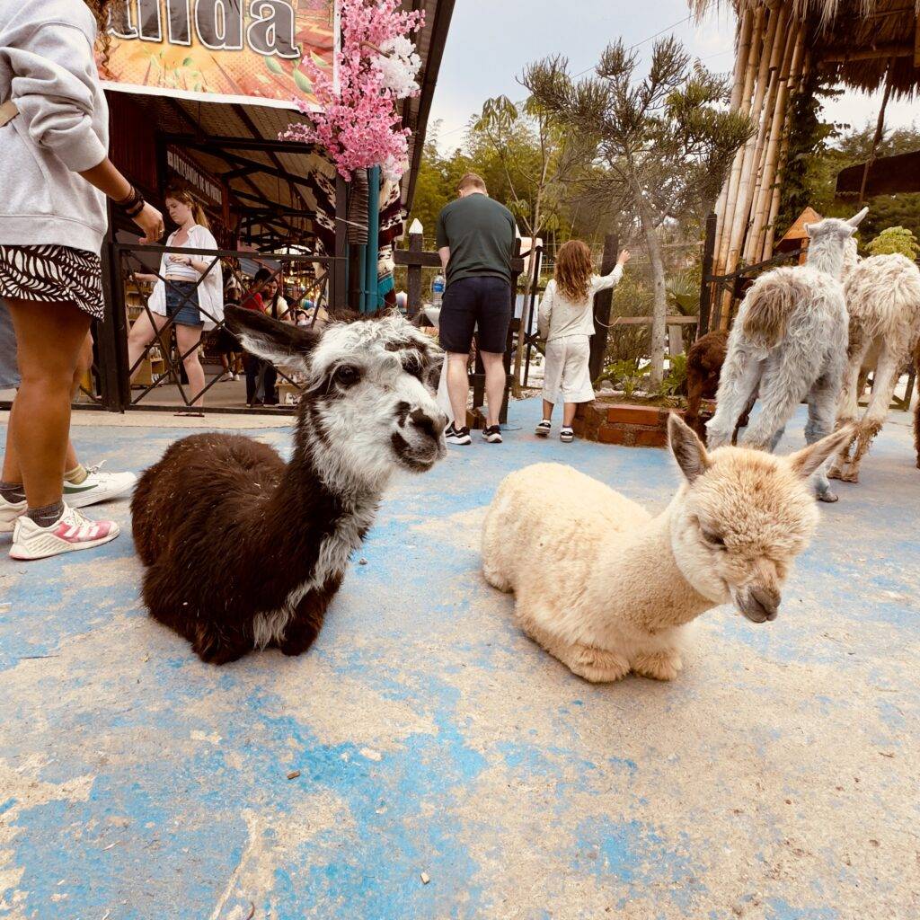 llamas of colombia